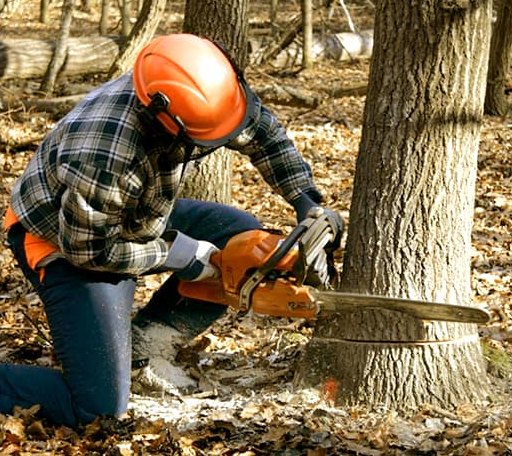 Tree Removal in New Harmony, UT